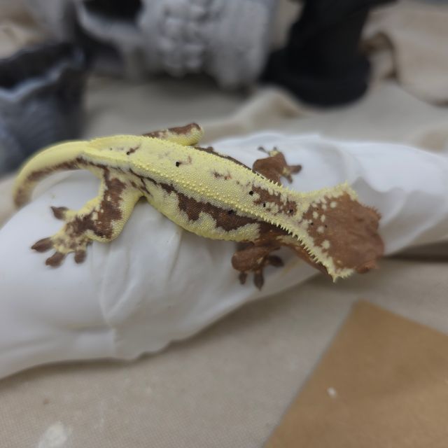 릴리 세이블