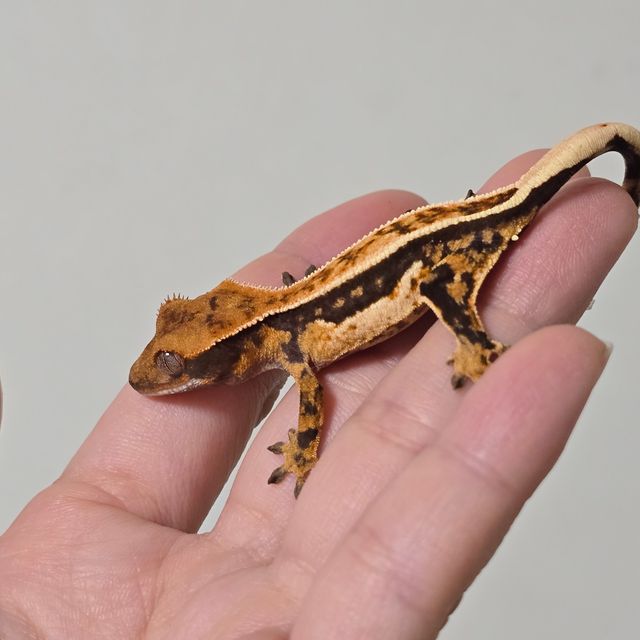 트라이