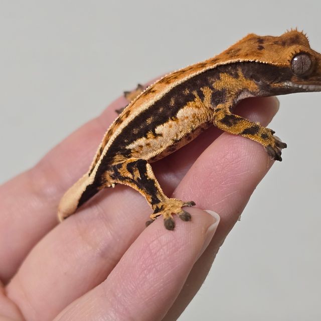 트라이