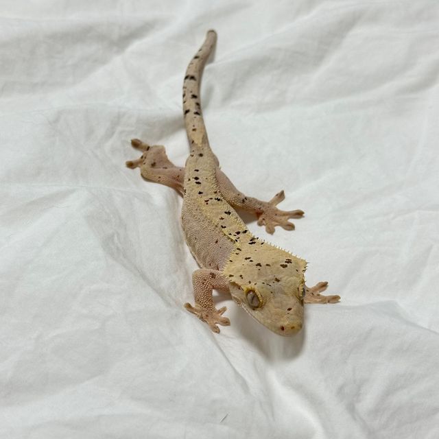 슈퍼달마시안 달마시안