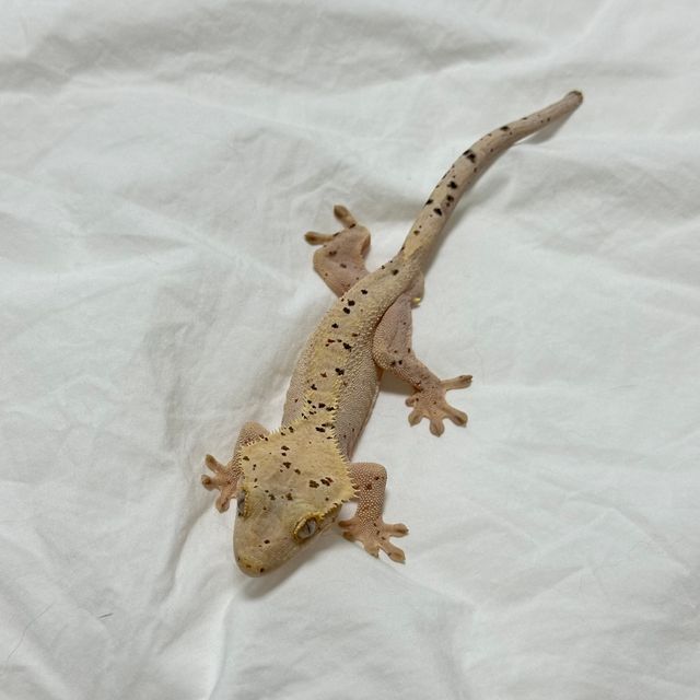 슈퍼달마시안 달마시안