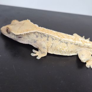 익스트림할리퀸 트라이 화이트핀