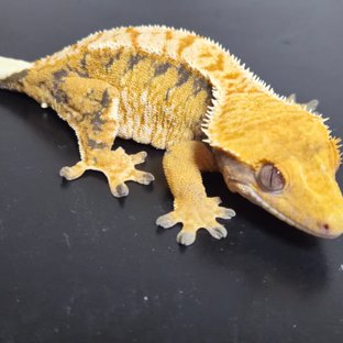 트라이 익스트림할리퀸 텐저린