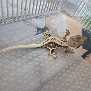 프라푸치노