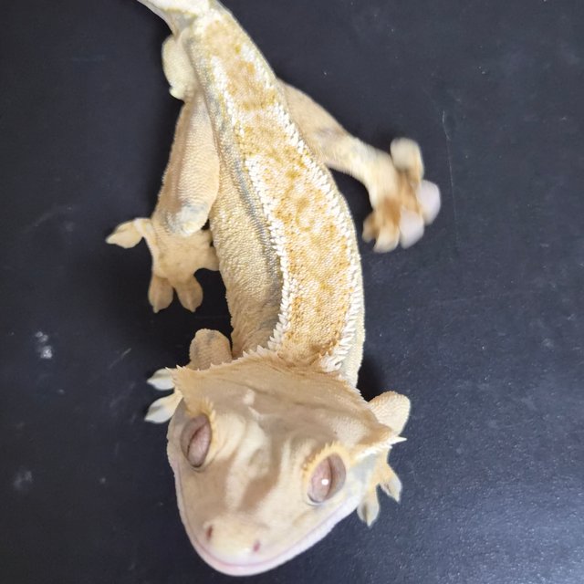 익스트림할리퀸 트라이 화이트핀