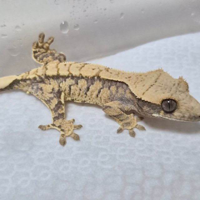 트라이 익스트림할리퀸