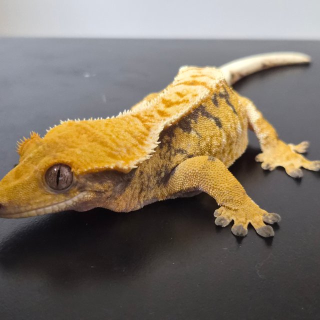 트라이 익스트림할리퀸 텐저린