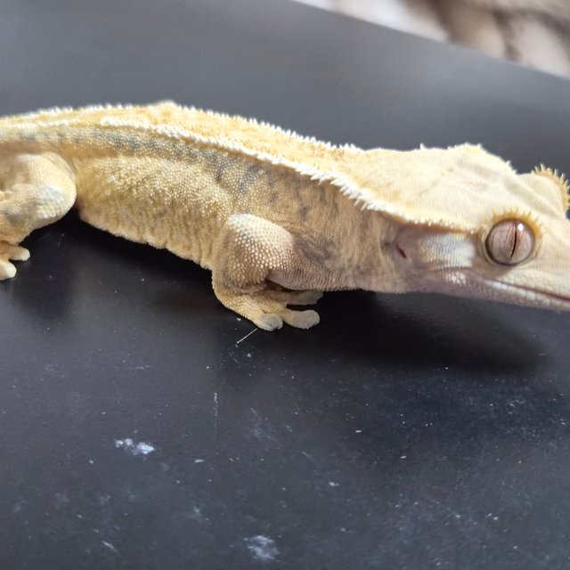 익스트림할리퀸 트라이 화이트핀