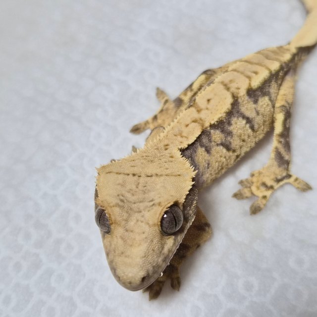 트라이 익스트림할리퀸