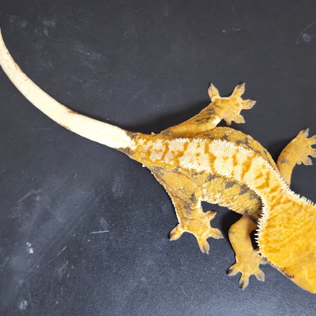 트라이 익스트림할리퀸 텐저린