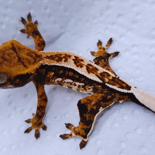 텐저린 노멀 트라이 쿼드