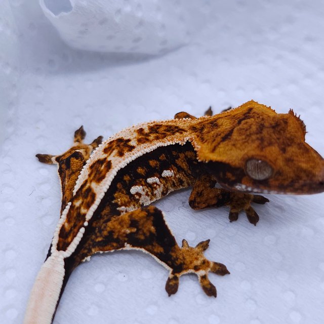 텐저린 노멀 트라이 쿼드