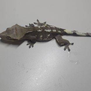 아잔틱
