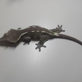 아잔틱