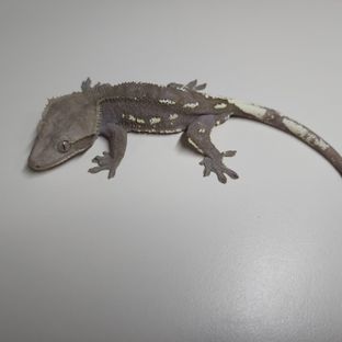 아잔틱