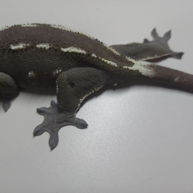 아잔틱
