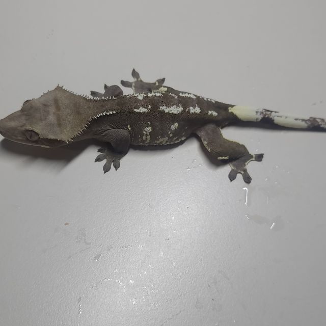 아잔틱