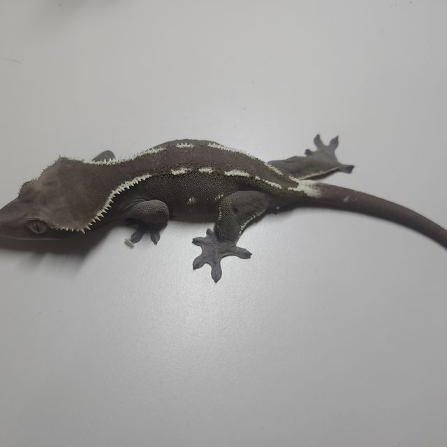 아잔틱