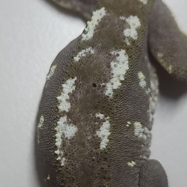 아잔틱