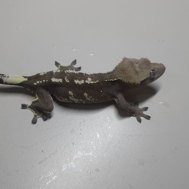 아잔틱