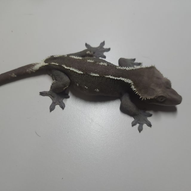 아잔틱