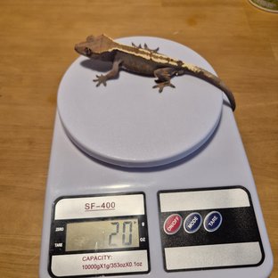 세이블