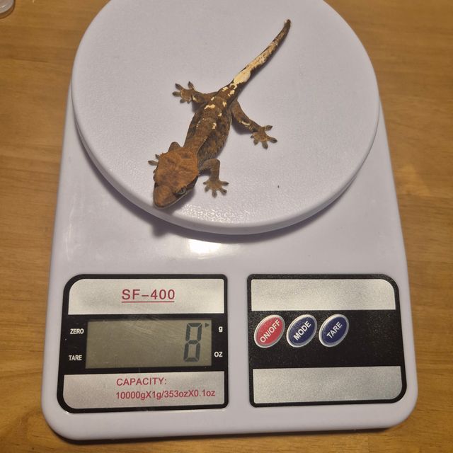 카푸치노