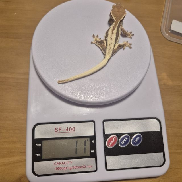 프라푸치노