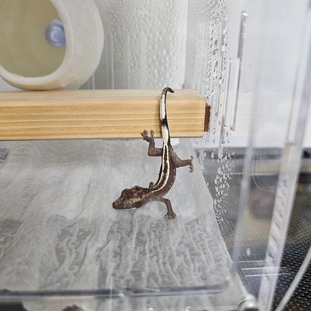 아잔틱