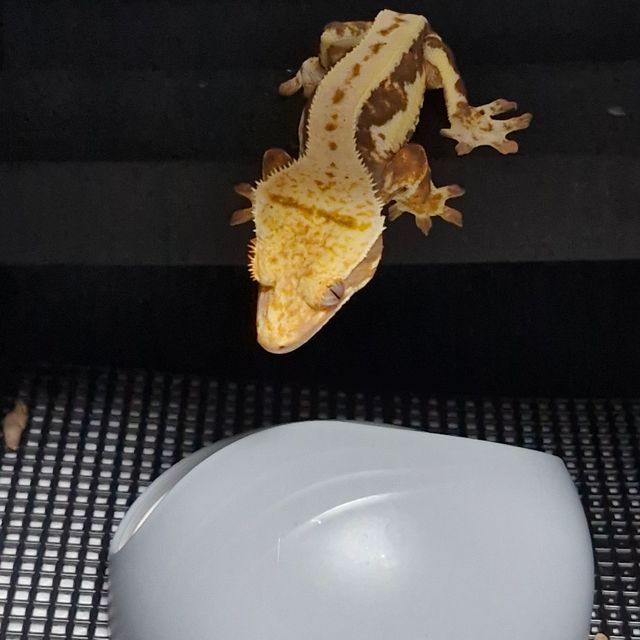 릴리화이트