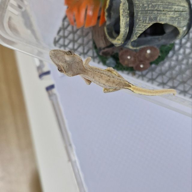 팬텀 릴리화이트