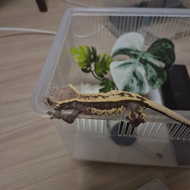 카푸치노 트라이