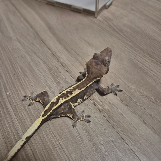 카푸치노 트라이