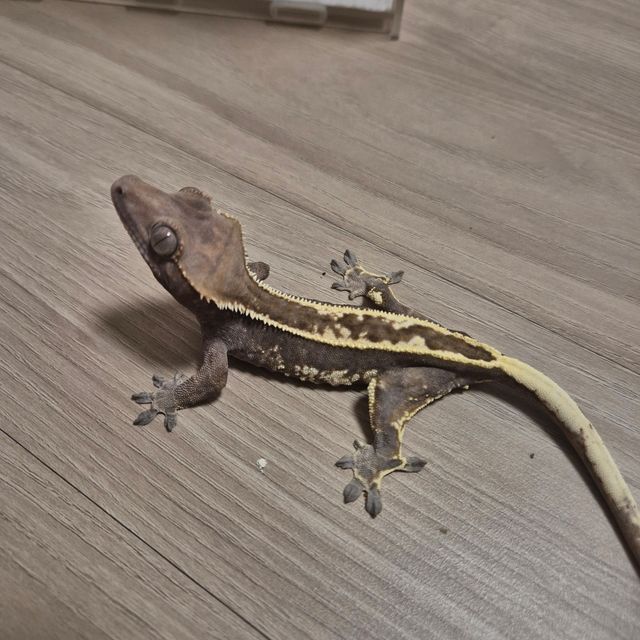 카푸치노 트라이