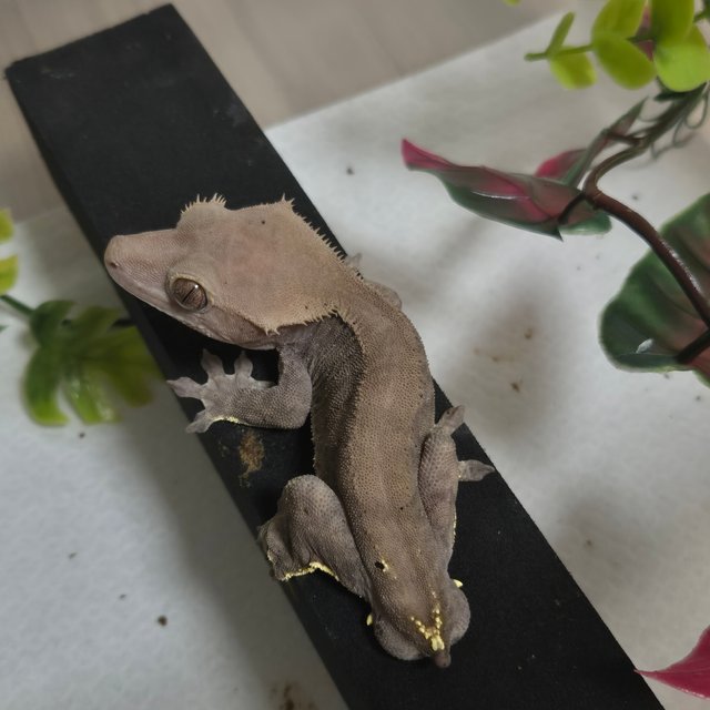 카푸치노 패턴리스