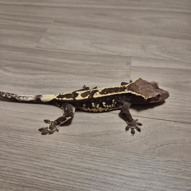 카푸치노 트라이