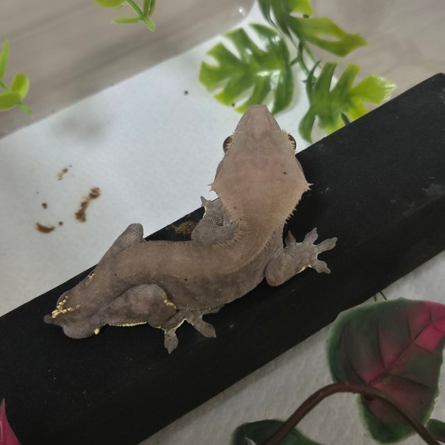 카푸치노 패턴리스