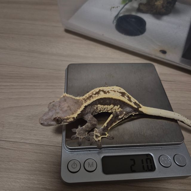 카푸치노 트라이