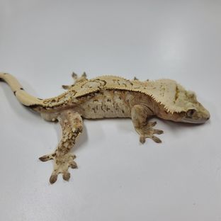 크림시클