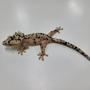 슈퍼달마시안