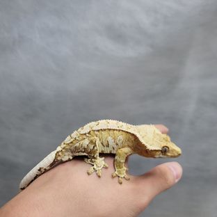 크림시클