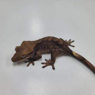 알티 챠콜