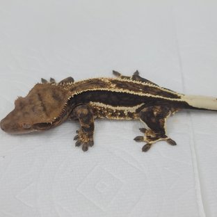 슈퍼스트라이프