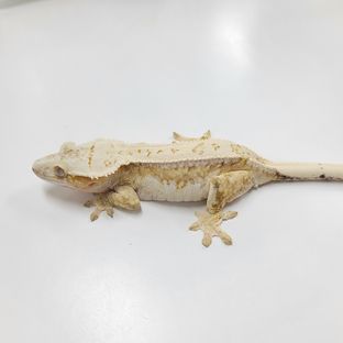 크림시클