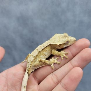 크림시클