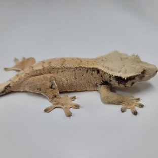 드리피 화이트스팟