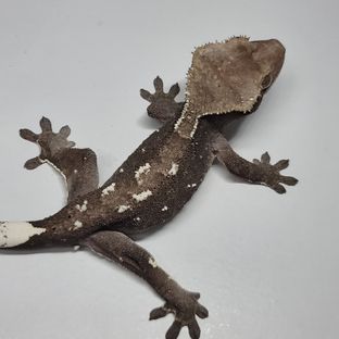 아잔틱