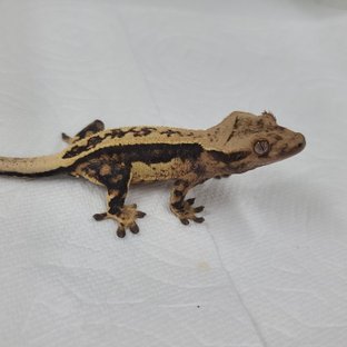 슈퍼스트라이프