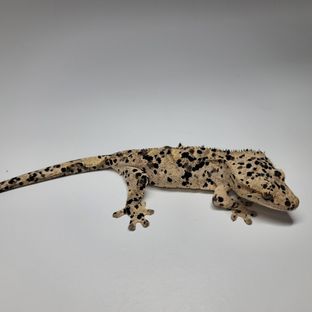 슈퍼달마시안