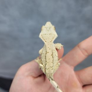 크림시클